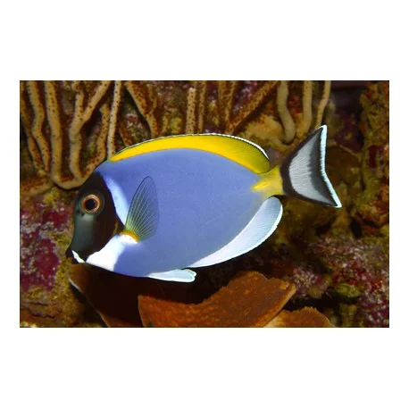 acuariomalaga192535