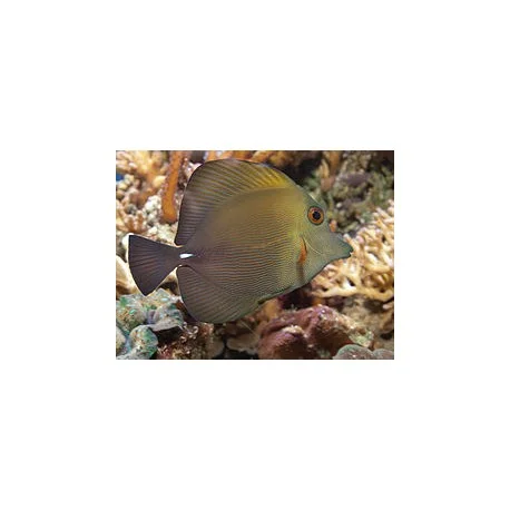 acuariomalaga192536