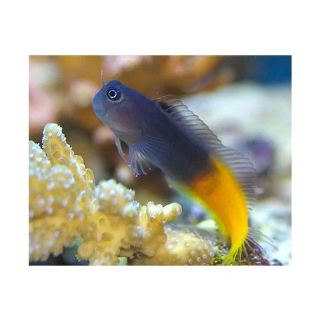 acuariomalaga192538