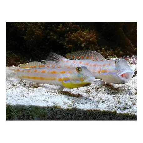 acuariomalaga192541