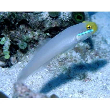 acuariomalaga192542