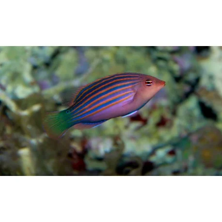 acuariomalaga192544