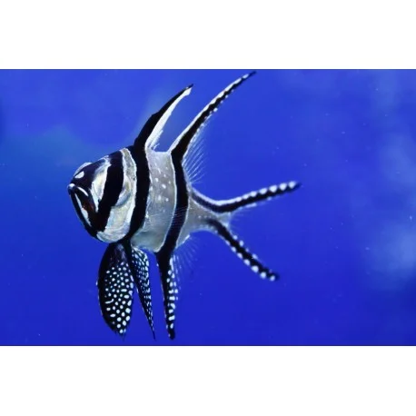 acuariomalaga192545