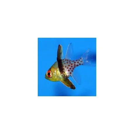 acuariomalaga192546
