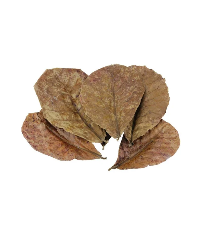 acuarioplantado824599