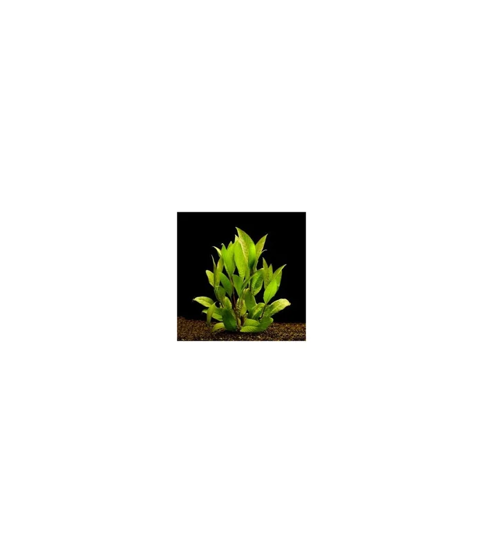 acuarioplantado825208
