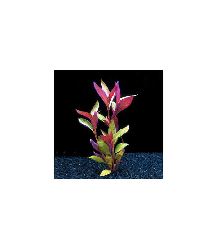 acuarioplantado826071