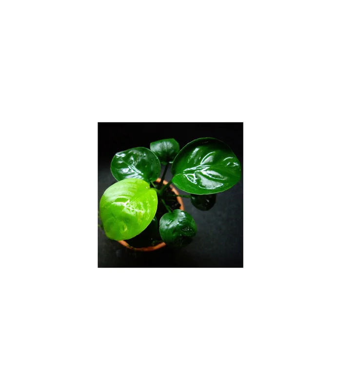 acuarioplantado826152