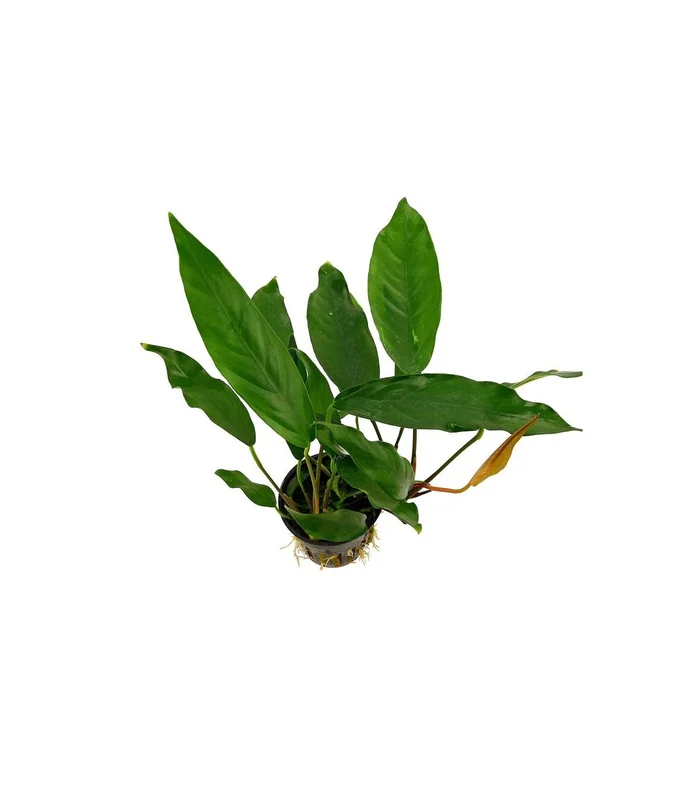 acuarioplantado826196