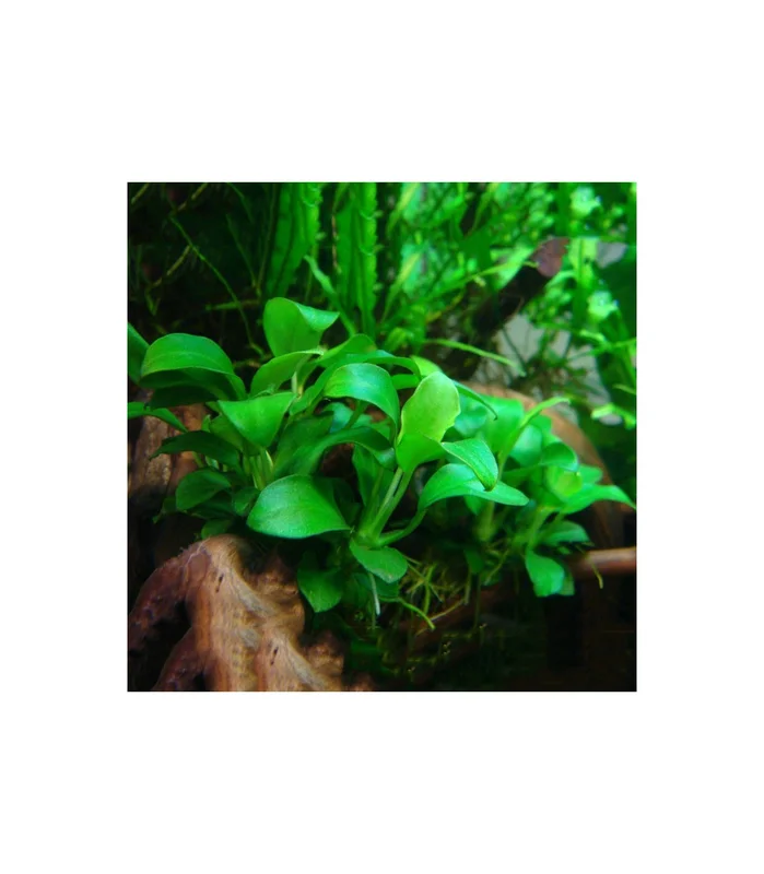 acuarioplantado826314