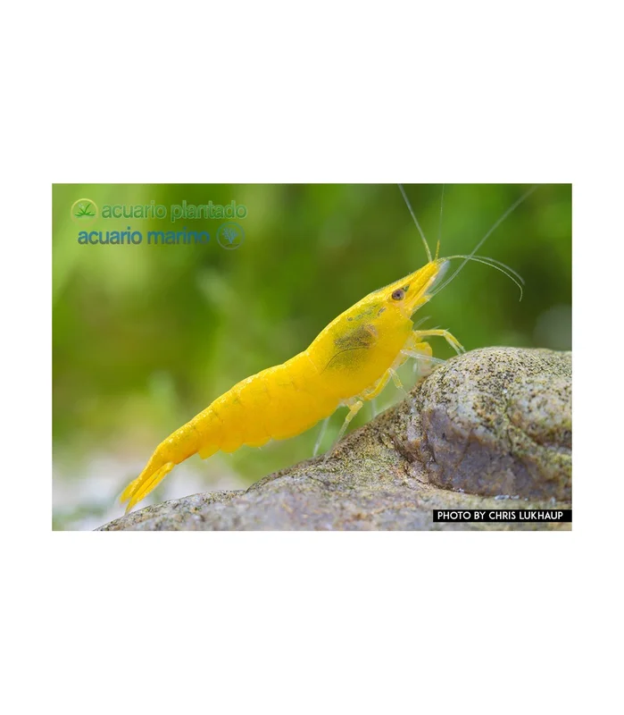 acuarioplantado828051