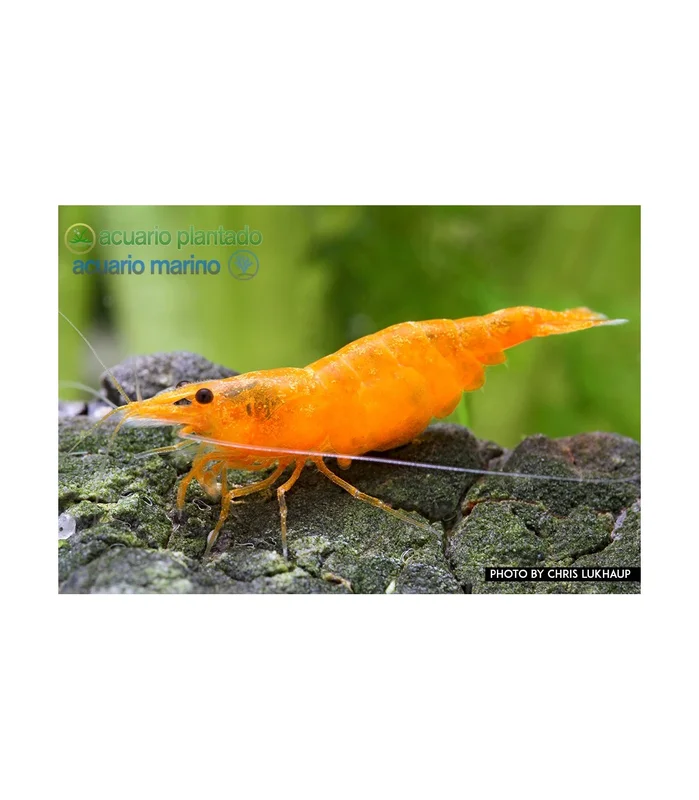 acuarioplantado828101
