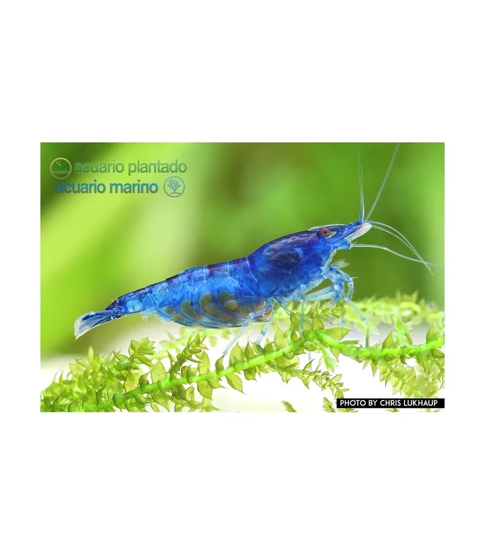 acuarioplantado828279