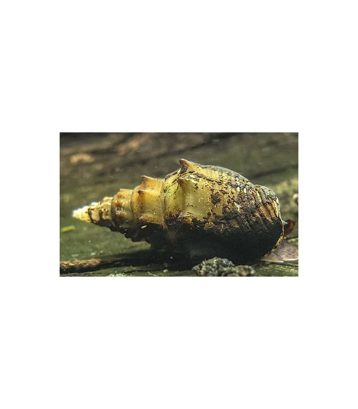 acuarioplantado828905