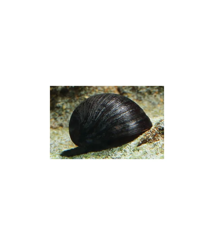 acuarioplantado828947