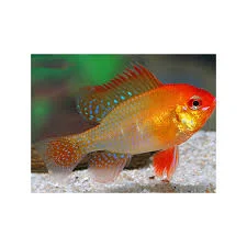 acuarioscondal829684