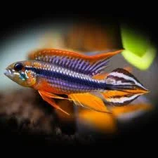 acuarioscondal829809