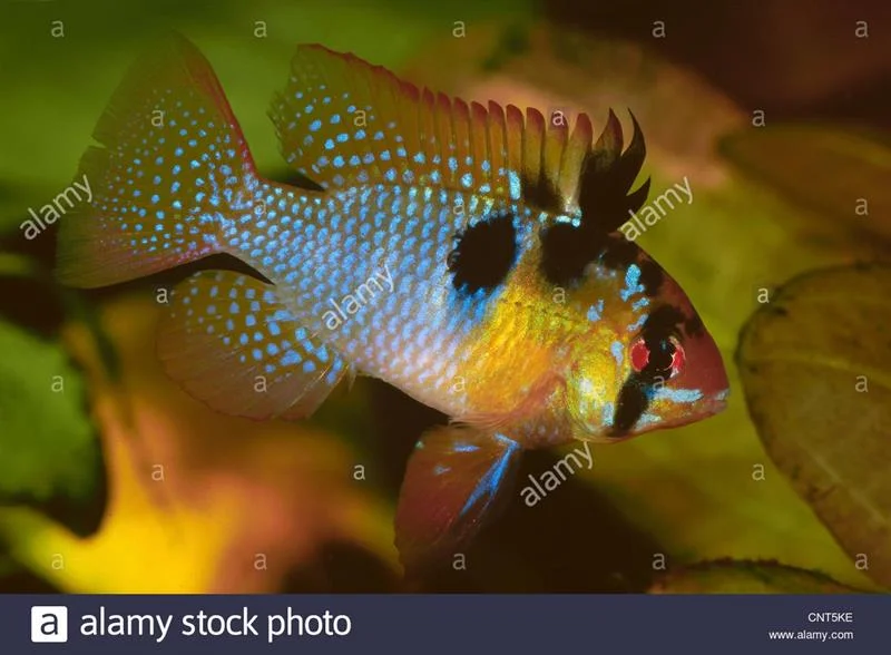 acuarioscondal829833