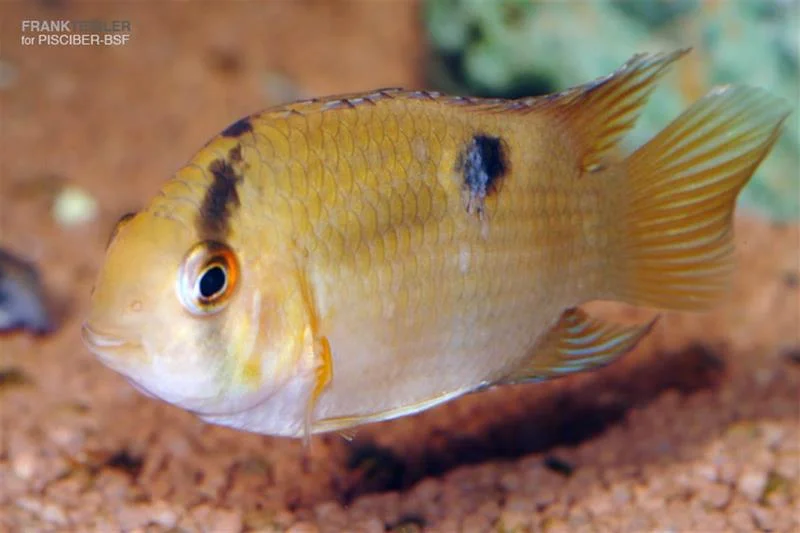 acuarioscondal829847