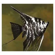 acuarioscondal830086