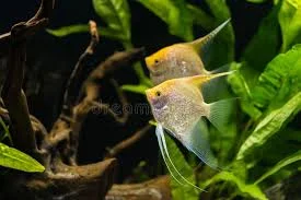 acuarioscondal830146