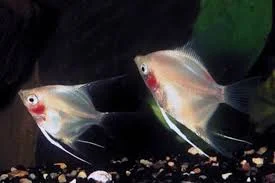 acuarioscondal830249