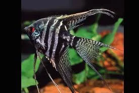 acuarioscondal830334