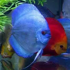 acuarioscondal830349