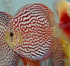 acuarioscondal830419