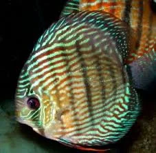 acuarioscondal830496