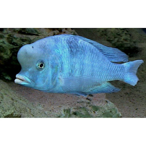 acuarioscondal830513