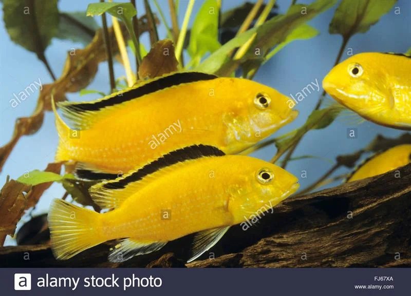 acuarioscondal830541