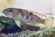 acuarioscondal830676