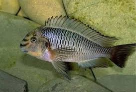 acuarioscondal830811
