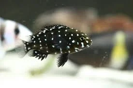 acuarioscondal830849
