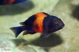 acuarioscondal830884
