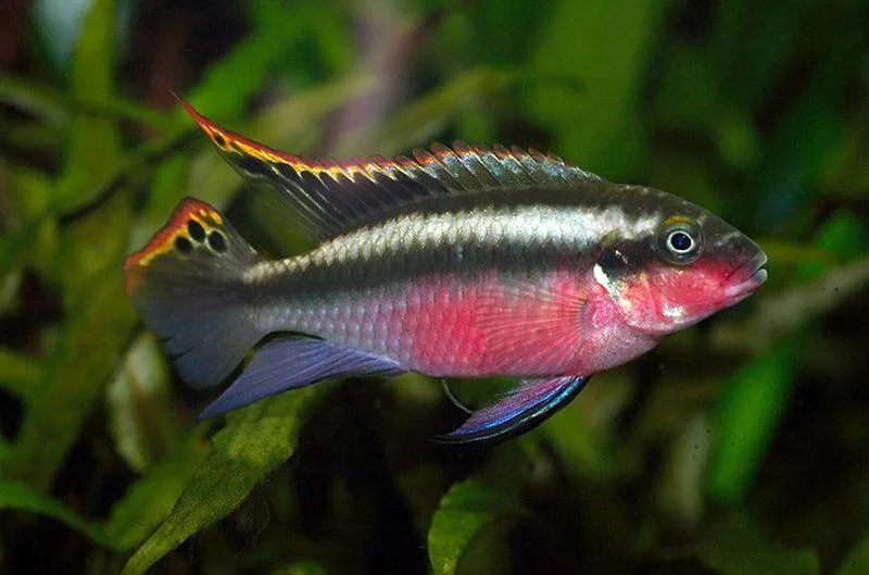 acuarioscondal830923