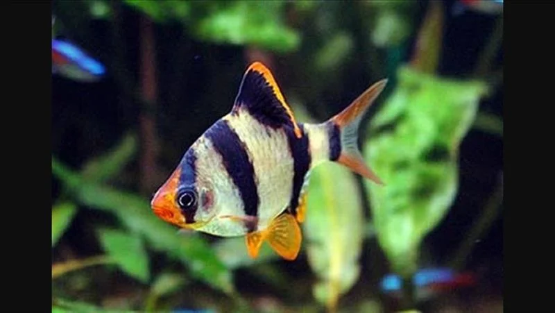 acuarioscondal831447