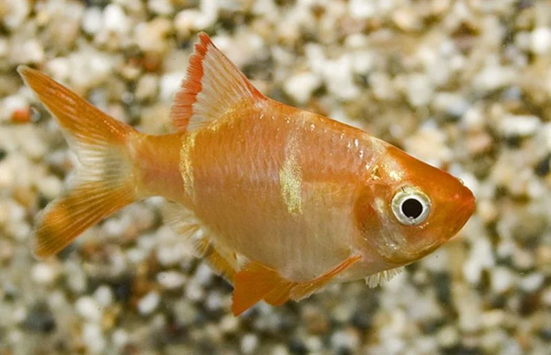 acuarioscondal831460