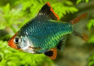 acuarioscondal831481