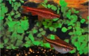acuarioscondal831498