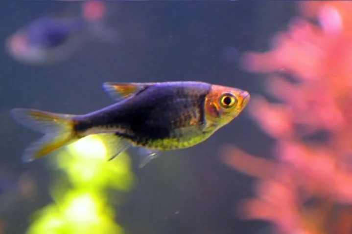 acuarioscondal831566