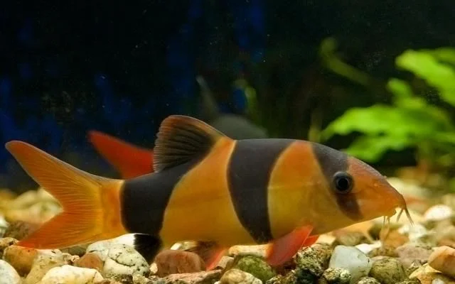 acuarioscondal831640
