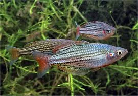 acuarioscondal831675