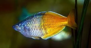 acuarioscondal831713