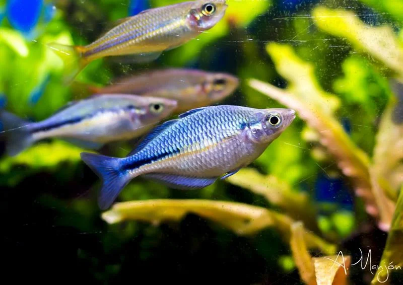 acuarioscondal831742