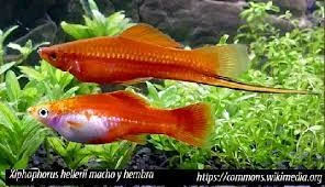 acuarioscondal831965