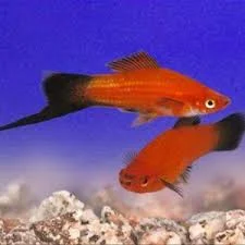 acuarioscondal831988