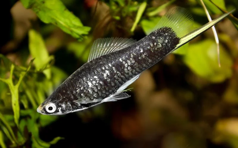 acuarioscondal832003