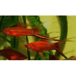 acuarioscondal832100